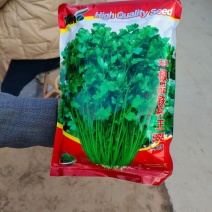 精品铁杆清香菜种子，需要的下单，一次合作，终身朋友