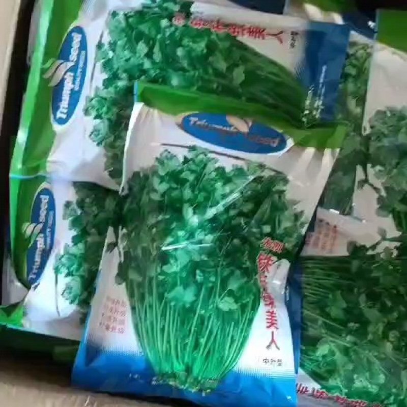 精品铁杆清香菜种子，需要的下单，一次合作，终身朋友