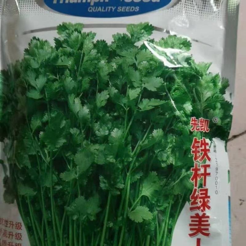 精品铁杆清香菜种子，需要的下单，一次合作，终身朋友