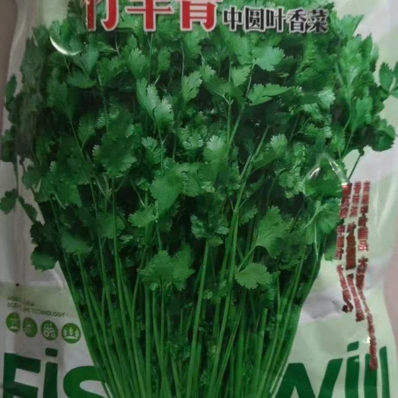 精品铁杆清香菜种子，需要的下单，一次合作，终身朋友