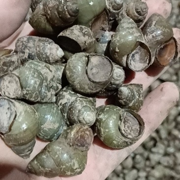 螺狮，每天现起，**新鲜，全国发货，青皮红嘴