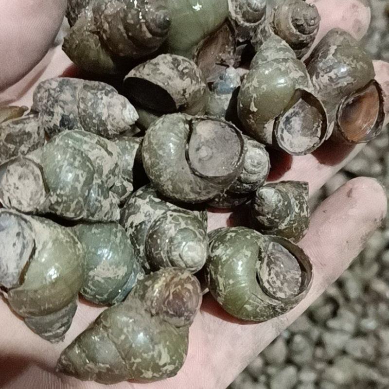 螺狮，每天现起，**新鲜，全国发货，青皮红嘴