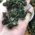 浓香型兰花香安溪铁观音茶叶乌龙茶，小袋装，小袋真空装