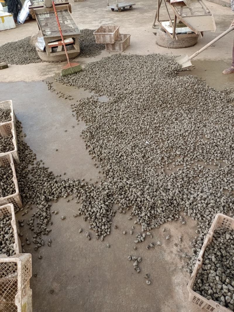 螺狮，每天现起，**新鲜，全国发货，青皮红嘴