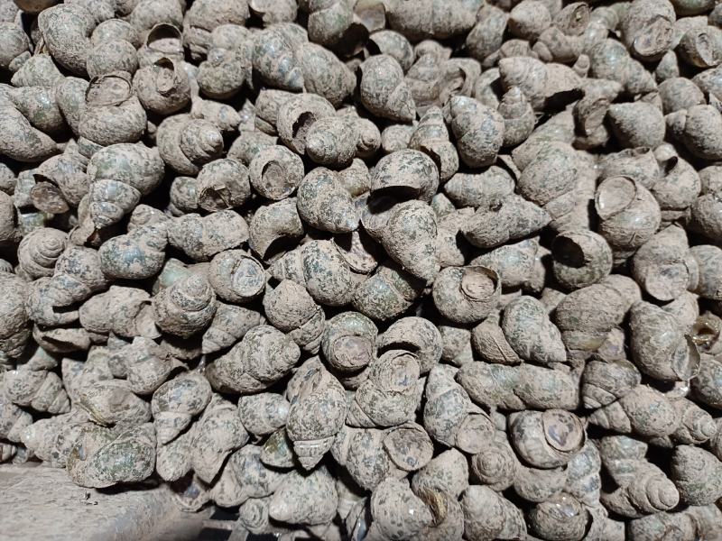 螺狮，每天现起，**新鲜，全国发货，青皮红嘴