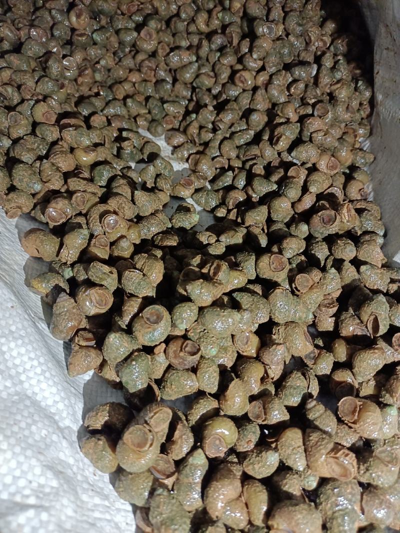 螺狮，每天现起，**新鲜，全国发货，青皮红嘴