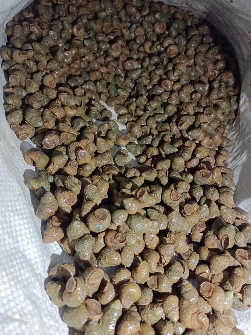 螺狮，每天现起，**新鲜，全国发货，青皮红嘴