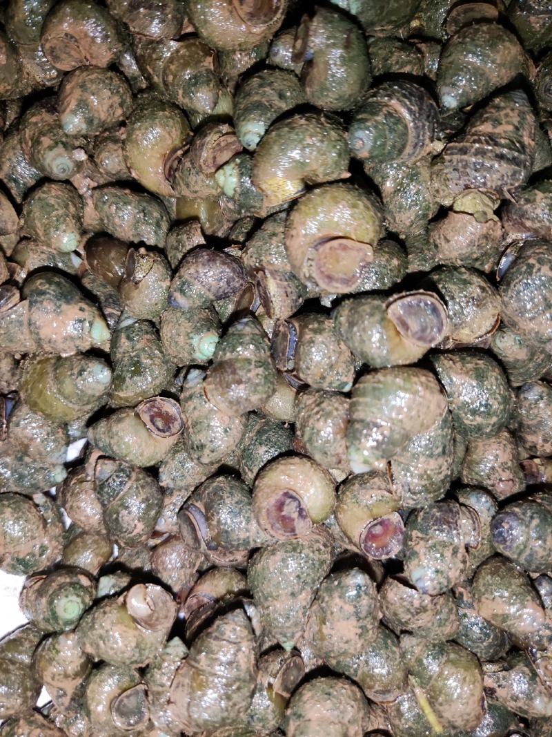 螺狮，每天现起，**新鲜，全国发货，青皮红嘴