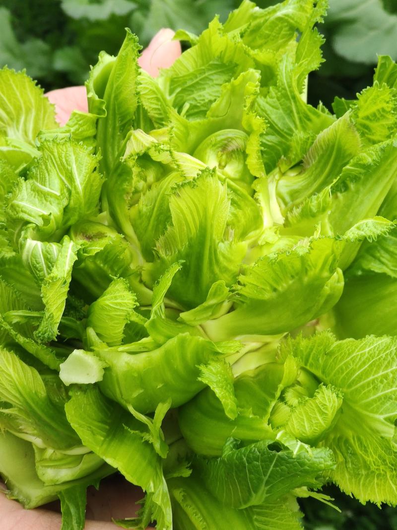 儿菜