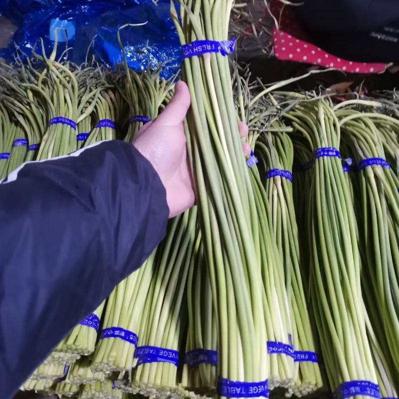 蒜薹，金乡优质红帽蒜薹，常年供应！质量好价格低！