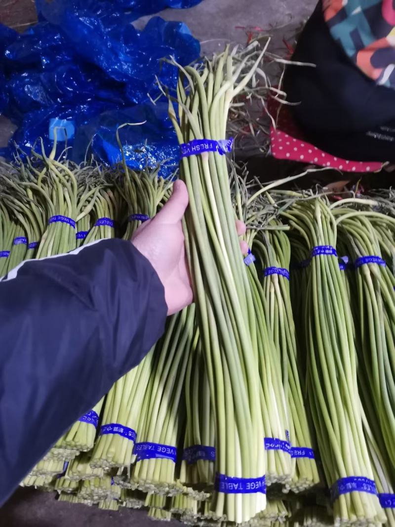 蒜薹，金乡优质红帽蒜薹，常年供应！质量好价格低！