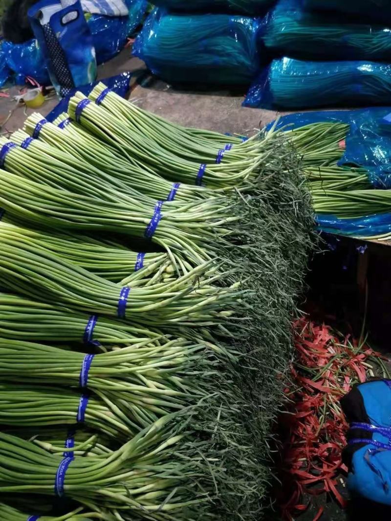 蒜薹，金乡优质红帽蒜薹，常年供应！质量好价格低！