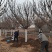 徐州李氏园林苗圃出售精品高杆晚樱1.8分枝，诚信经营