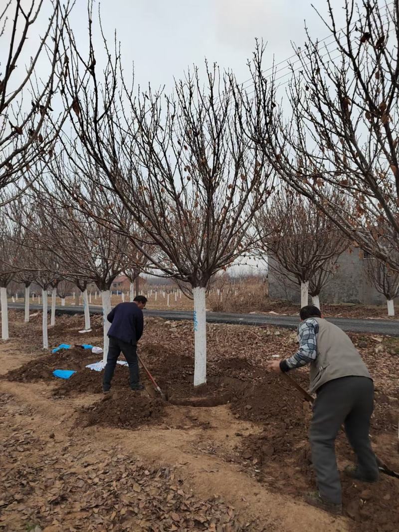 徐州李氏园林苗圃出售精品高杆晚樱1.8分枝，诚信经营
