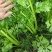 大棚芹菜一级质量.精品质量，无病无害出货量大