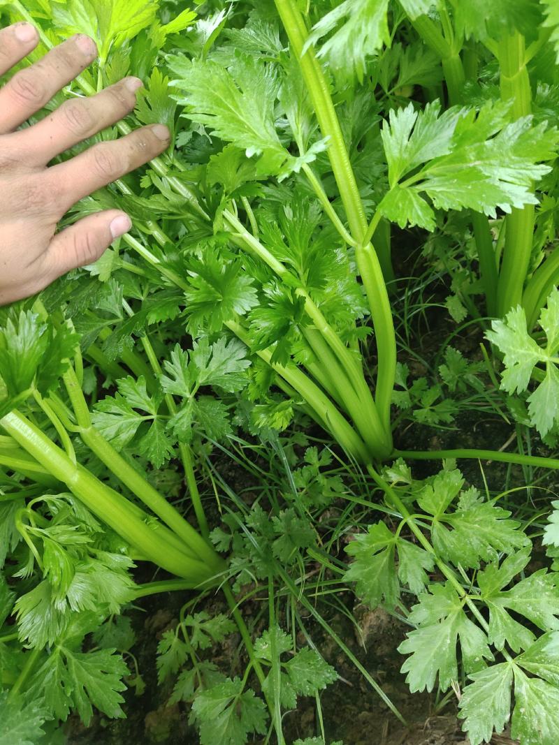 大棚芹菜一级质量.精品质量，无病无害出货量大