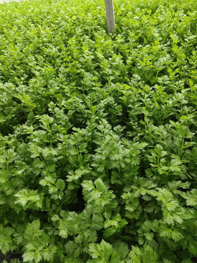 大棚芹菜一级质量.精品质量，无病无害出货量大