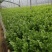 大棚芹菜一级质量.精品质量，无病无害出货量大