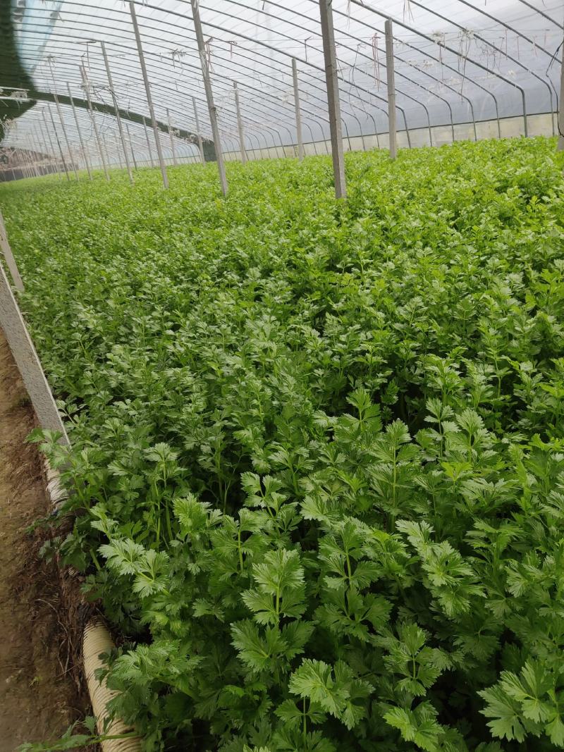 大棚芹菜一级质量.精品质量，无病无害出货量大