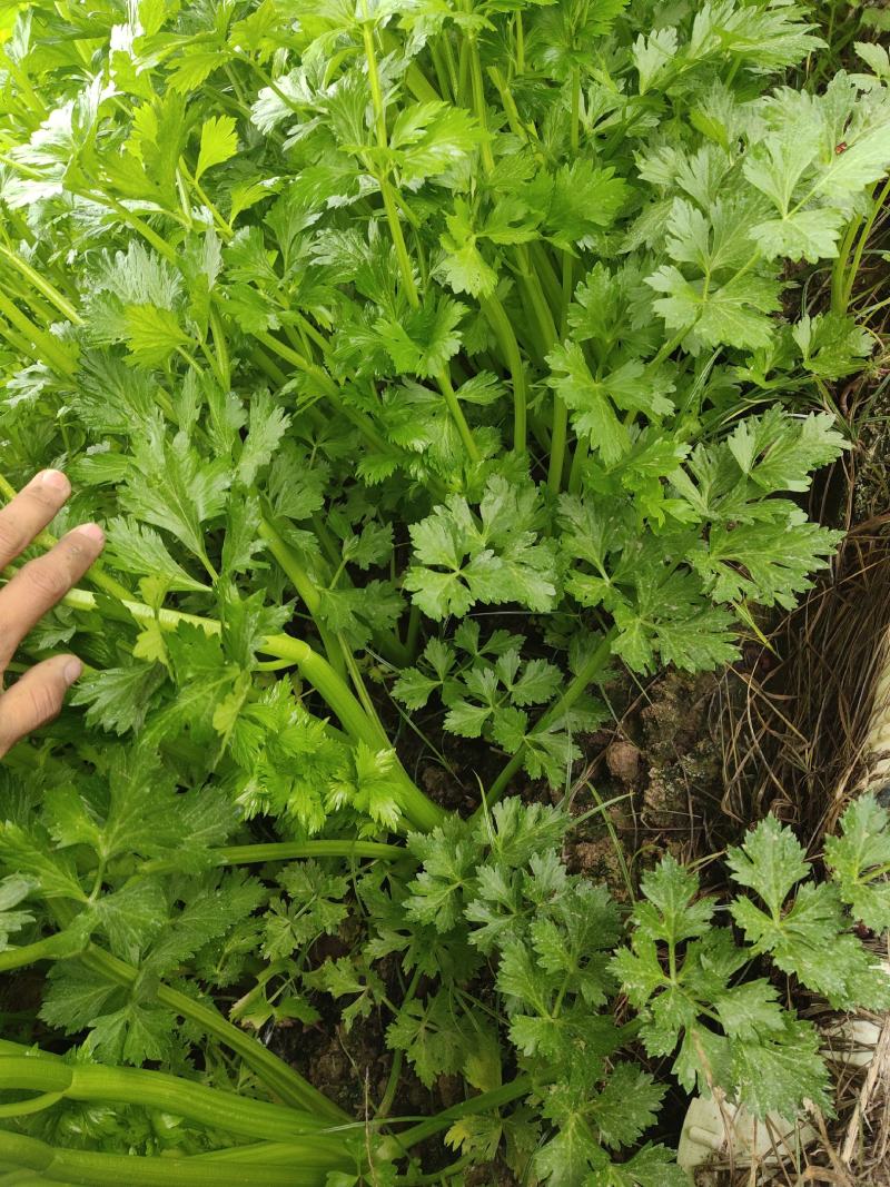 大棚芹菜一级质量.精品质量，无病无害出货量大