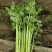 大棚芹菜一级质量.精品质量，无病无害出货量大