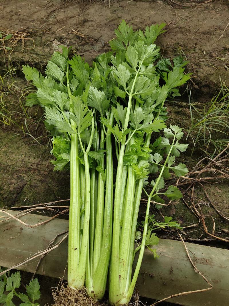 大棚芹菜一级质量.精品质量，无病无害出货量大