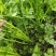 大棚芹菜一级质量.精品质量，无病无害出货量大