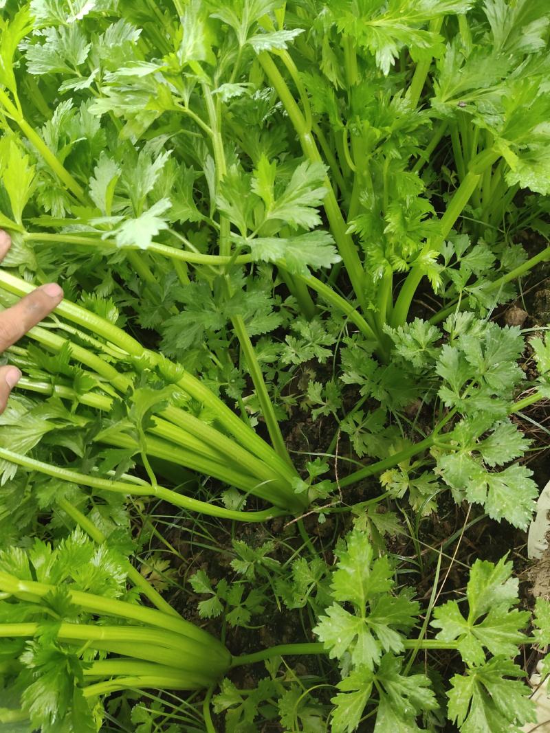 大棚芹菜一级质量.精品质量，无病无害出货量大