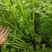 大棚芹菜一级质量.精品质量，无病无害出货量大