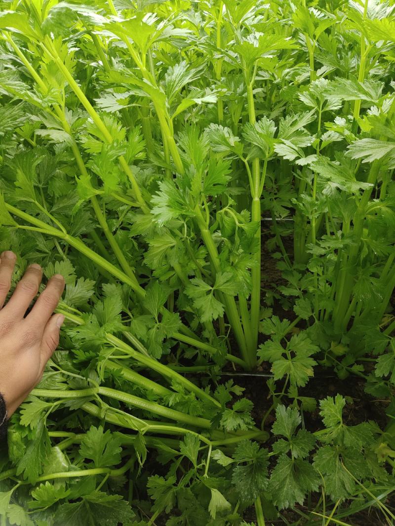 大棚芹菜一级质量.精品质量，无病无害出货量大