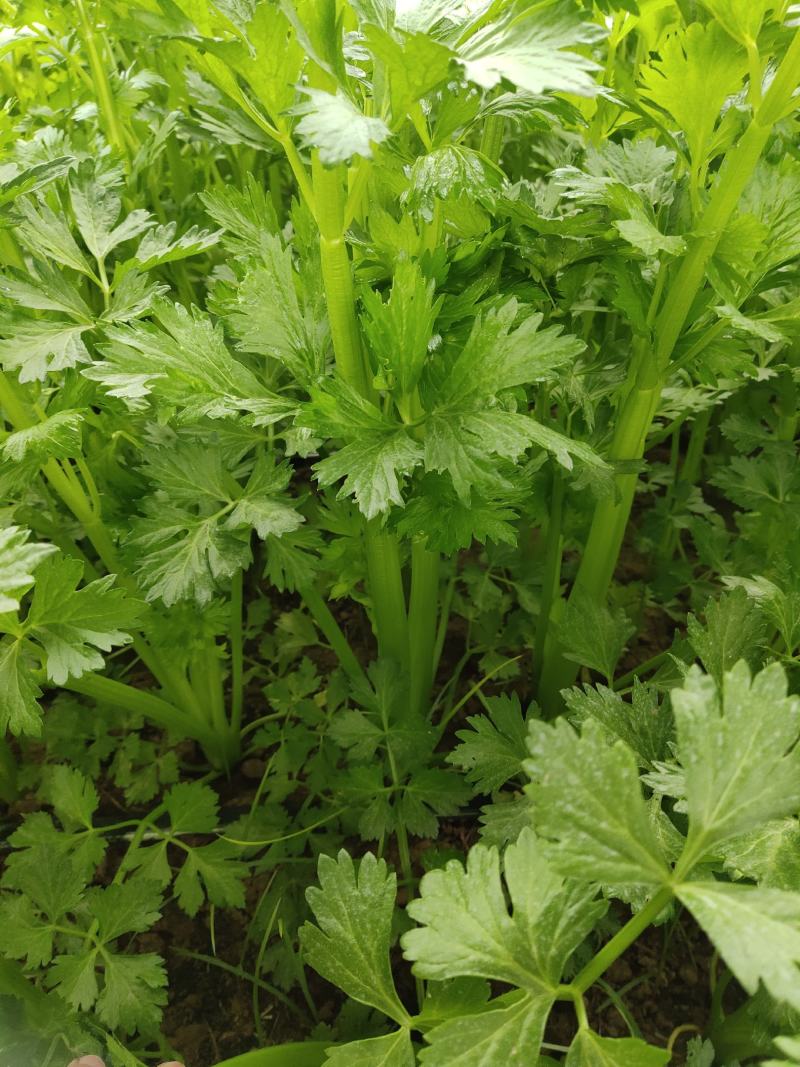 大棚芹菜一级质量.精品质量，无病无害出货量大
