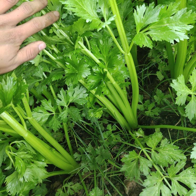 大棚芹菜一级质量.精品质量，无病无害出货量大