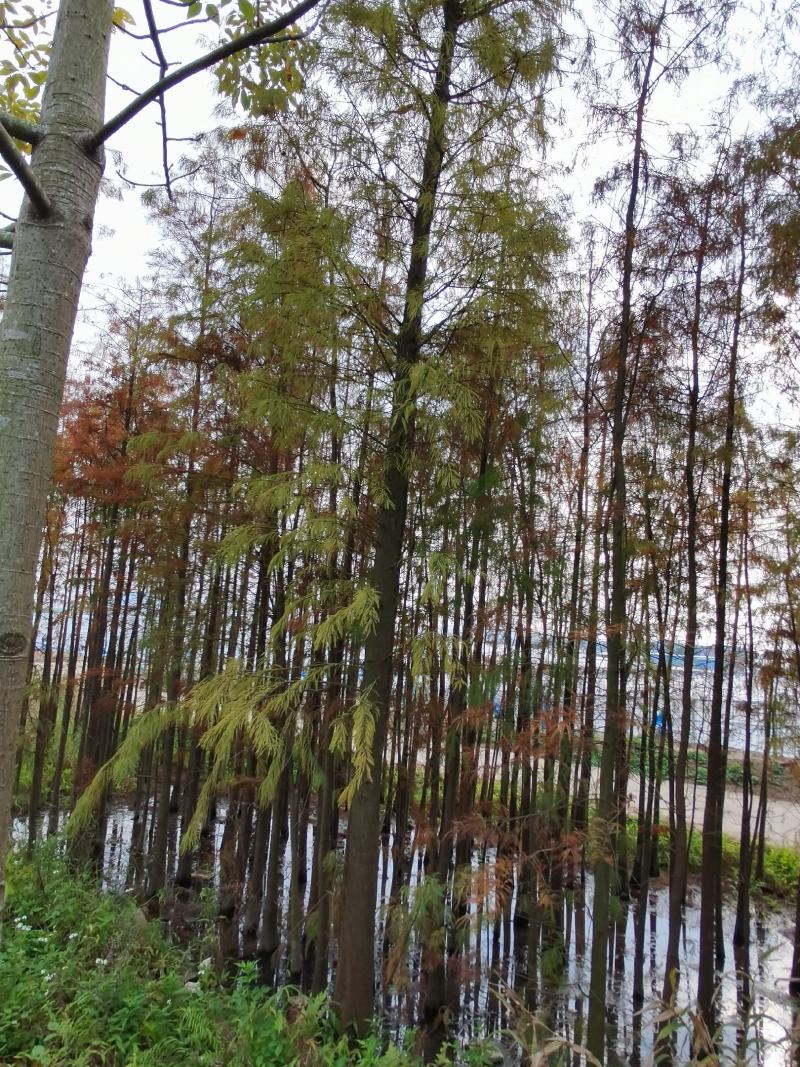 落叶杉