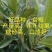 精品果苗，台梅杨梅苗，苗子健壮，成活率高，果子大口感很好