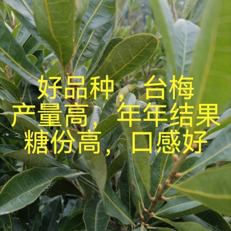 精品果苗，台梅杨梅苗，苗子健壮，成活率高，果子大口感很好