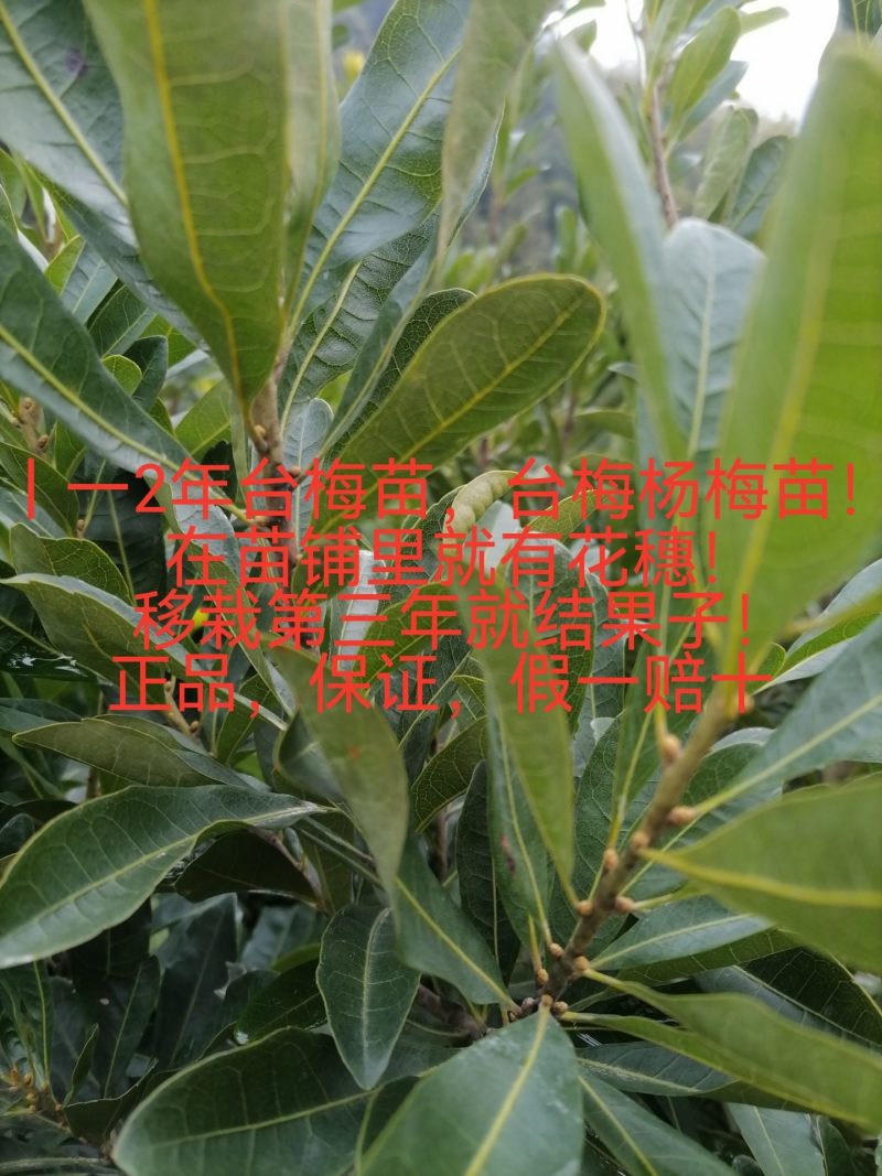 精品果苗，台梅杨梅苗，苗子健壮，成活率高，果子大口感很好