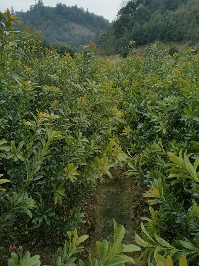 精品果苗，台梅杨梅苗，苗子健壮，成活率高，果子大口感很好