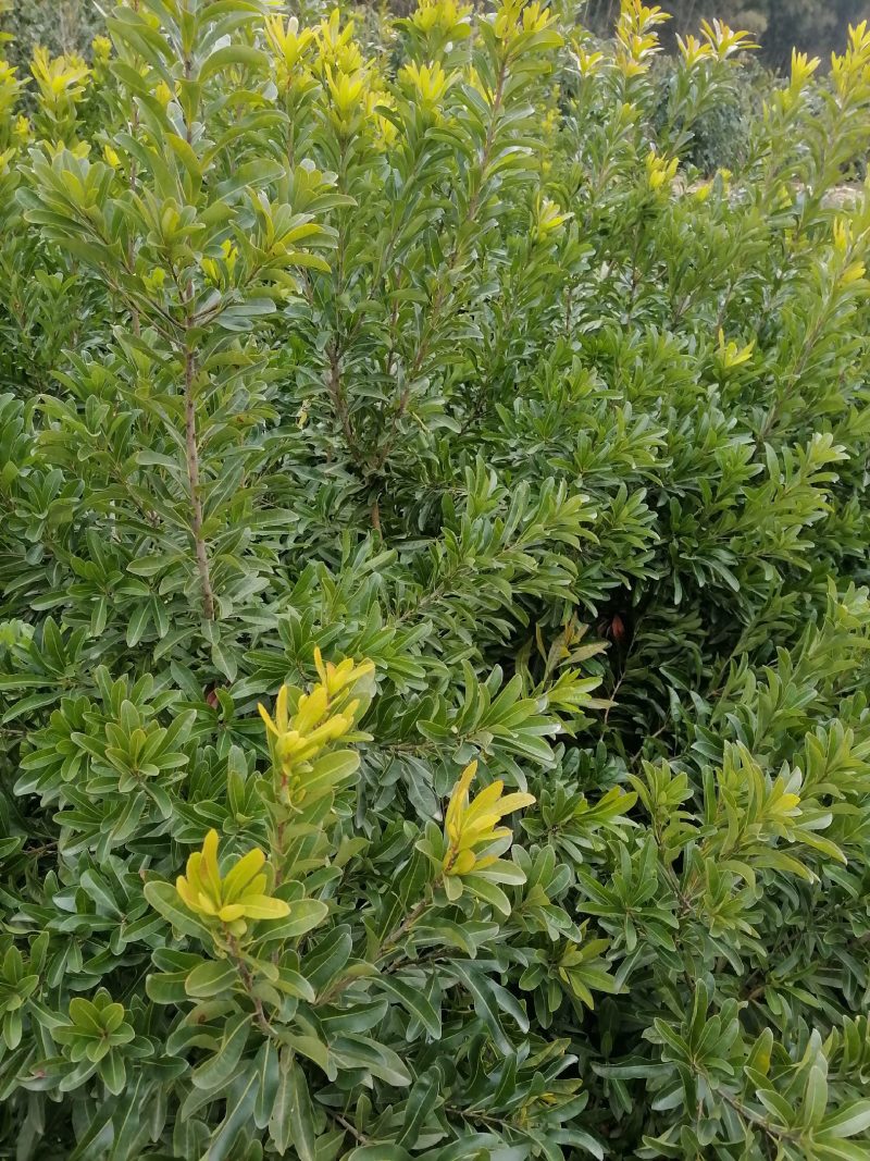 精品果苗，台梅杨梅苗，苗子健壮，成活率高，果子大口感很好