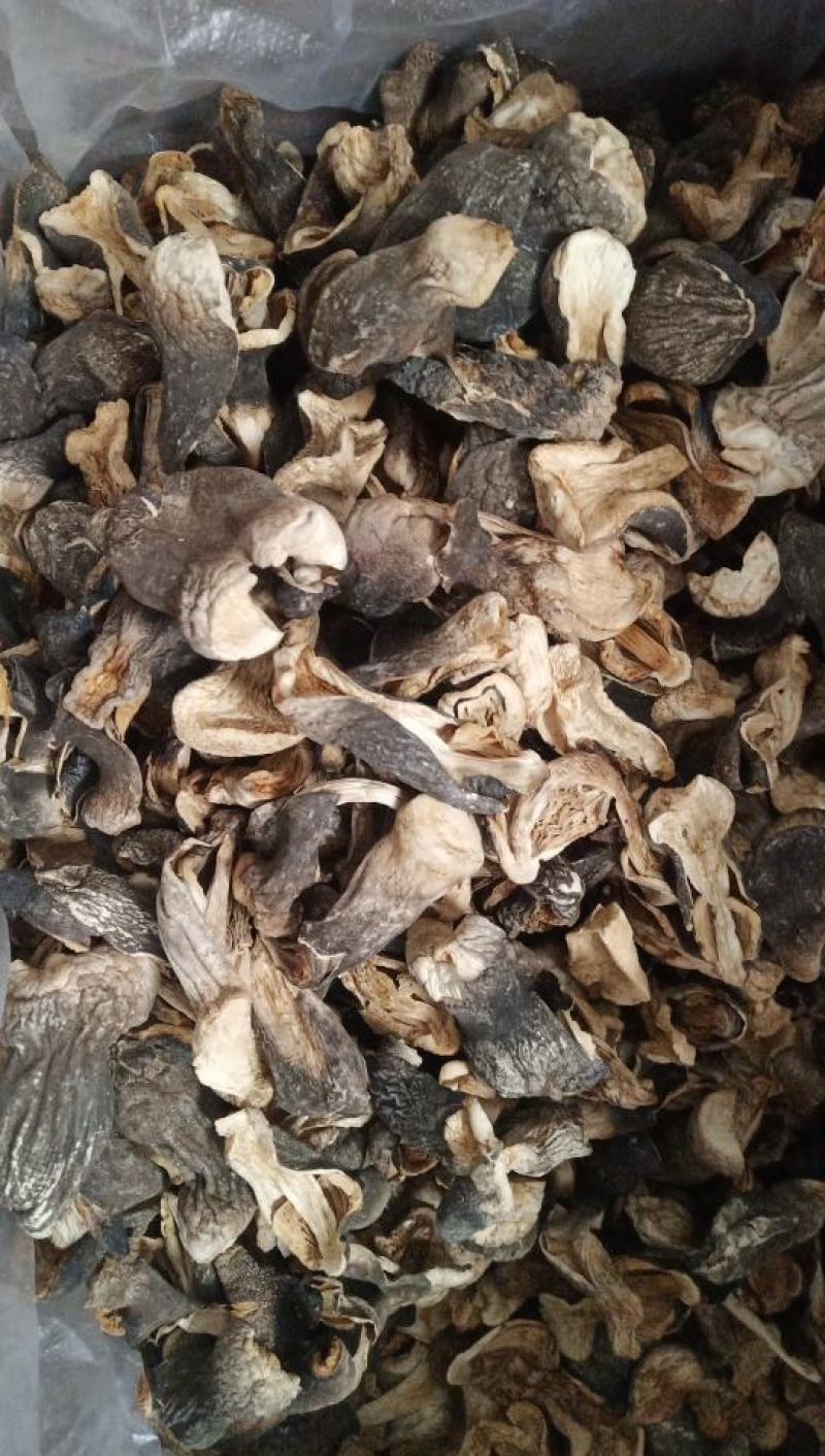 自种干草菇质优价廉，货源充足