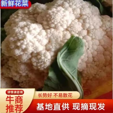 菜花有机