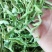 贡菜各种规格