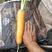 黄胡萝卜大量有货，条型好，颜色亮，个头均匀，20厘米以上