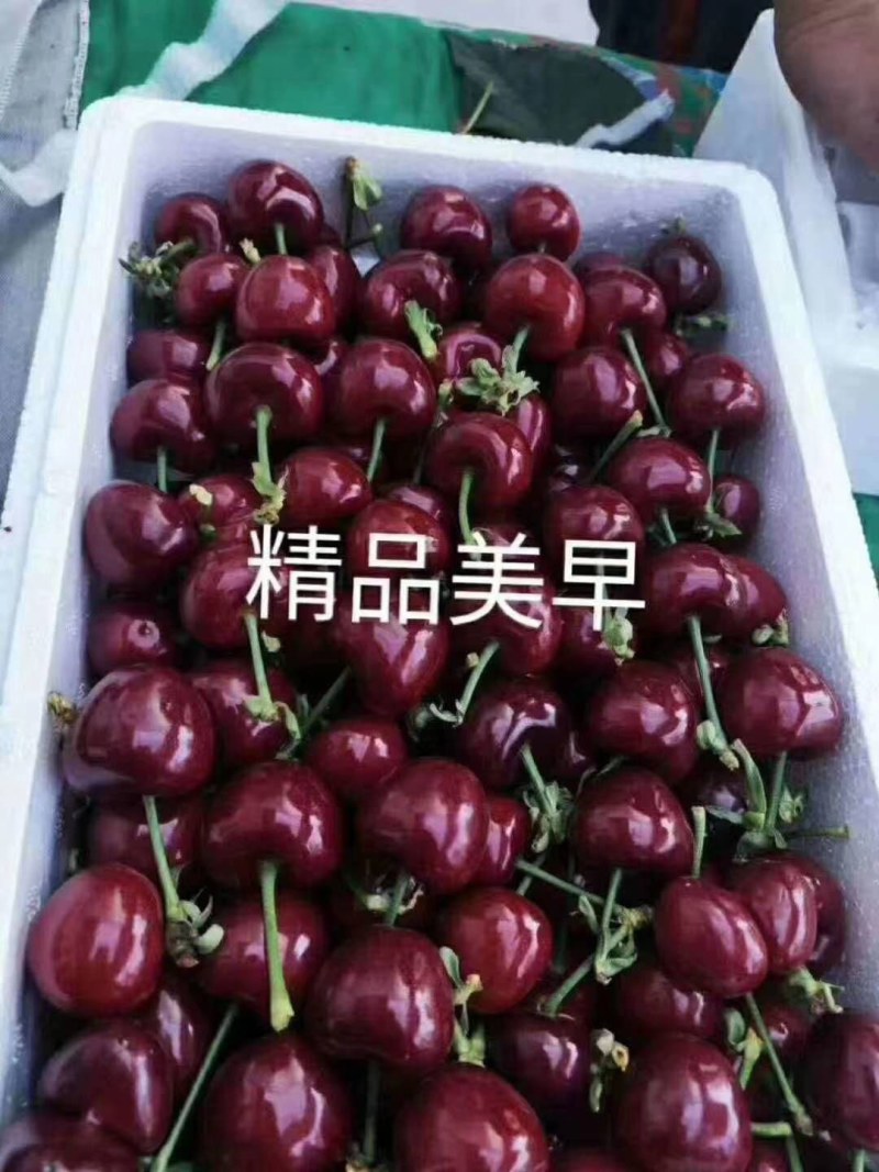 山西大棚精品大樱桃，现摘现发，接电商团购，一件代发！