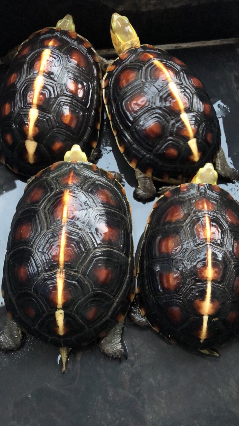 黄缘乌龟，精品