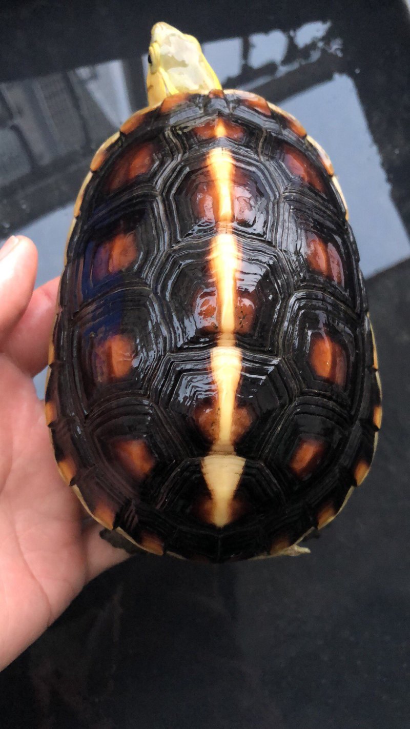 黄缘乌龟，精品