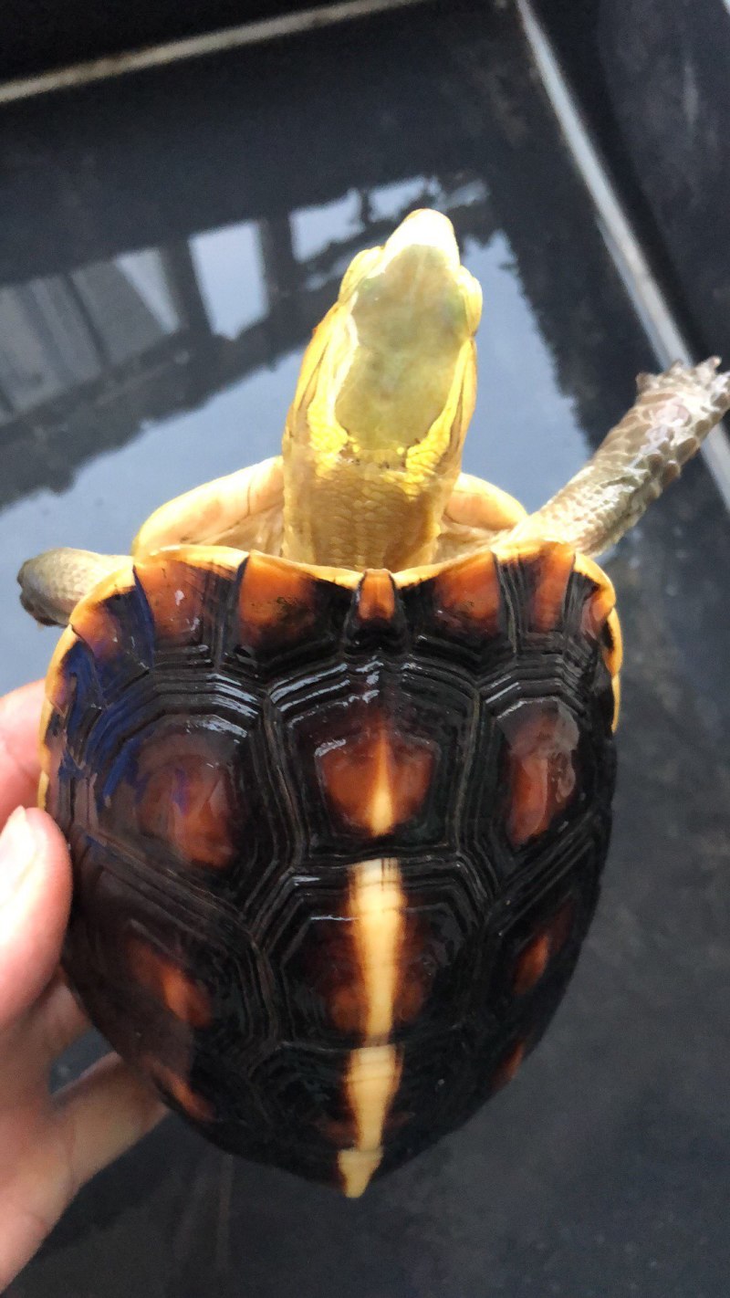 黄缘乌龟，精品