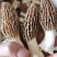 2022年羊肚菌鲜货羊肚菌