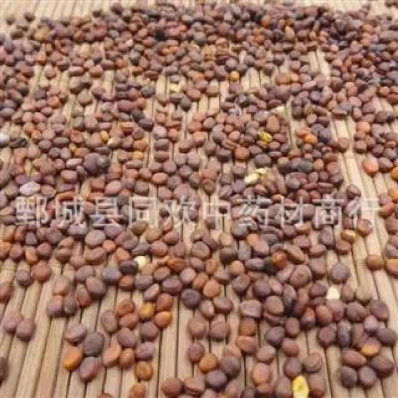 【炒莱菔子】@【同欢药材】中药材批发供应规格齐全