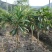 热卖白玉枇杷苗无核枇杷苗南北方种植耐寒性强，果型大