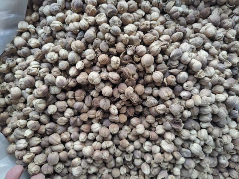 白蔻白扣白豆蔻无硫原装全干香料火锅烧肉卤